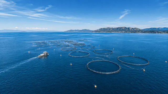 Gabbie di acquacoltura e attrezzature per allevamenti ittici costieri